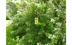 Swissinno Wespenfalle Inkl. Köder -giftfrei- -Fiama Camping Geschaft 752153 5021330